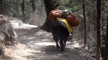 Yak, Himalaya Dağları 'nda ağır bir yük taşıyan Everest Ana Kampı yolunda yürüyor..