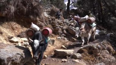 Pangboche, Nepal - 13 Mart 2022 Himalaya Dağları 'ndaki Everest Ana Kampı yolunda yürüyen yaklar.