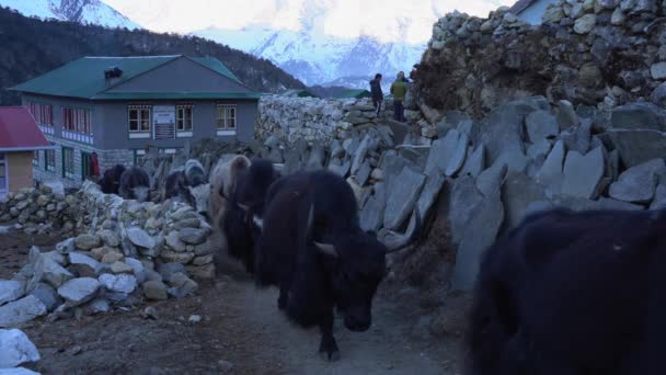 Train Yaks Marchant Long Sentier Dans Les Montagnes Himalaya Népal — Video