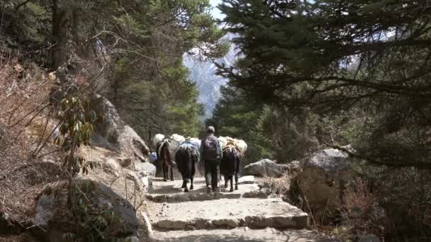 Pangboche Nepal Marzo 2022 Yaks Cammina Sentiero Tra Montagne Himalayane — Video Stock