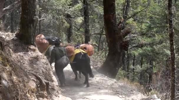 Pangboche Nepal Março 2022 Yaks Caminhando Uma Trilha Nas Montanhas — Vídeo de Stock