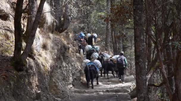 Pangboche Nepal Marzo 2022 Yaks Cammina Sentiero Tra Montagne Himalayane — Video Stock