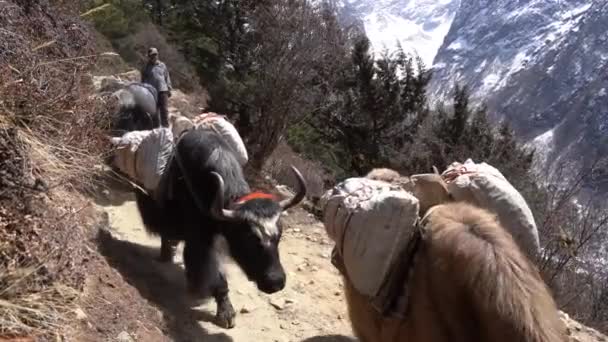 Pangboche Nepal Mars 2022 Yaks Går Sti Himalaya Vei Til – stockvideo