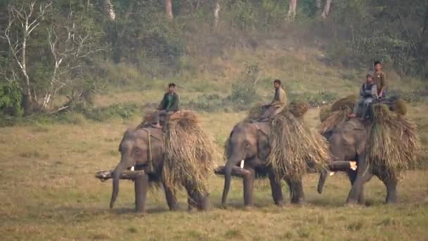 2022年2月4日 一日中ジャングルで働いた後 一部の家畜化された象が象のキャンプに戻ってくる — ストック動画
