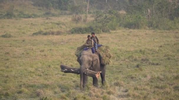 Chitwan Nepal Februari 2022 Sommige Gedomesticeerde Olifanten Komen Terug Naar — Stockvideo