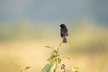 A pied bushchat perched on a small branch with a smooth background.
