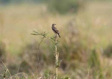 Sibirya Taşı otun üzerine tünemiş bulanık bir arka plana karşı.