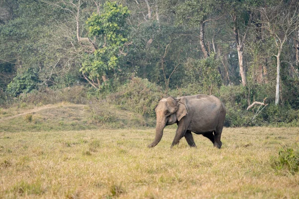 Akşam saatlerinde Chitwan Ulusal Parkı 'nın çayırlarında yürüyen yaşlı bir fil..