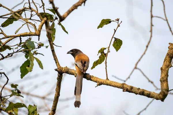 Treepie Rufo Árbol Parque Nacional Chitwan — Foto de Stock