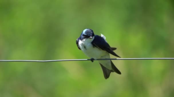 Tree Swallow Perched Wire Preening Its Feathers — Stock Video
