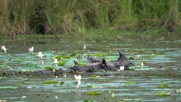 One Horned Rhino Submerged Pond Eating Lily Pads Chitwan National — Stock Video