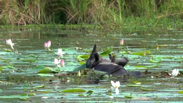 One Horned Rhino Submerged Pond Eating Lily Pads Chitwan National — Stockvideo