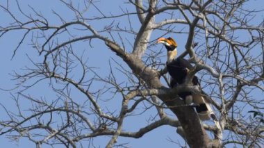 Two great hornbills sitting in a tree in the Chitwan National Park in Nepal.