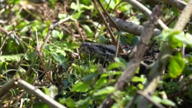 Bir kral kobra otların arasında saklanıyor ve yol boyunca fırçalıyor..