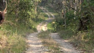 Nepal 'deki Chitwan Ulusal Parkı' nda toprak yolda yürüyen yaralı bir sambar geyiği..