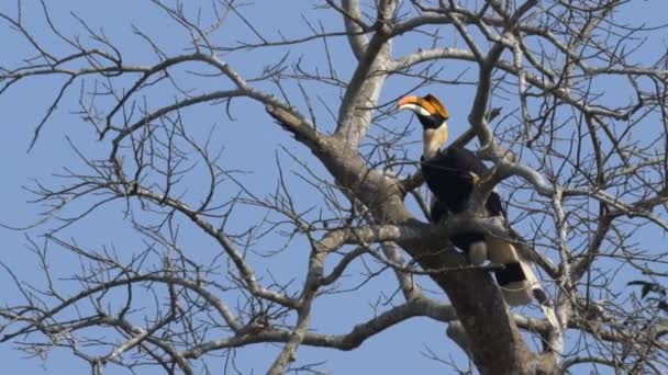 Two Great Hornbills Sitting Tree Chitwan National Park Nepal — Stockvideo