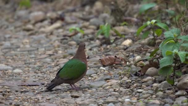 Emerald Dove Eating Seeds Ground Jungle — Stockvideo