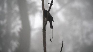 Daha büyük bir raket kuyruklu drongo ağır çekimde sisli bir sabahta ağaçtan uçuyor..