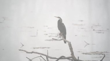 Chitwan Ulusal Parkı 'nda sisli bir sabahta gölün üzerinde balık bekleyen bir darter..