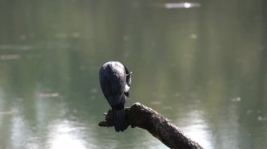 Sabahın erken saatlerinde Nepal 'deki Chitwan Ulusal Parkı' ndaki su üzerinde oturan bir karabatak..