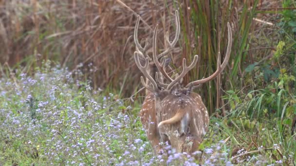 Small Group Spotted Deer Walking Some Purple Flowers Side Road — Video