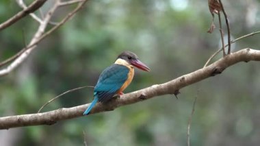 Nehrin üzerindeki bir dala tünemiş bir leylek gagalı balıkçı..