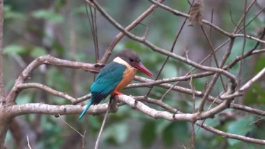 Leylek gagalı bir balıkçı Chitwan Ulusal Parkı 'ndaki bir nehrin üzerindeki bir dala tünemiş..