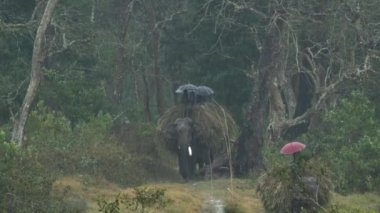 Yağmur fırtınası sırasında Chitwan Ulusal Parkı 'ndaki ormanda çalışan yerli filler geliyor..