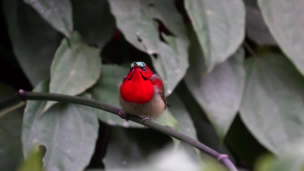 Crimson Sunbird Perched Branch Singing Chirping — Stock video