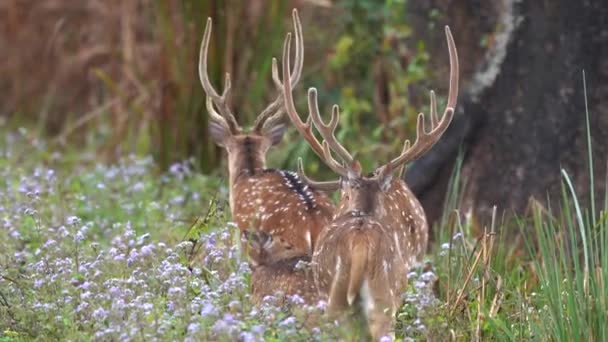 Small Group Spotted Deer Walking Some Purple Flowers Side Road — ストック動画