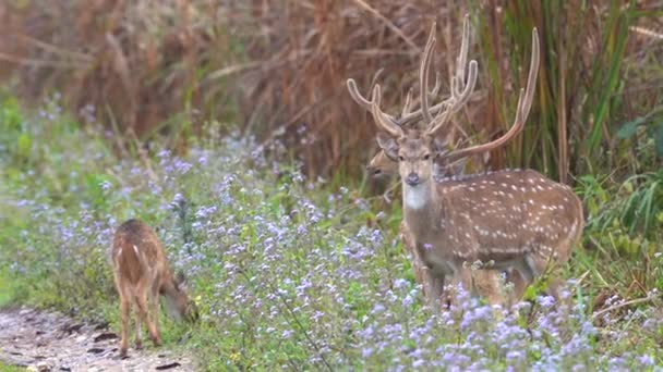 Small Group Spotted Deer Walking Some Purple Flowers Side Road — 图库视频影像