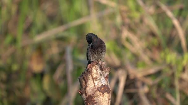 Red Vented Bulbul Perched Cut Tree Chitwan National Park Nepal — Stockvideo