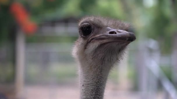 Slow Motion Video Ostrich Blinking — Stok video