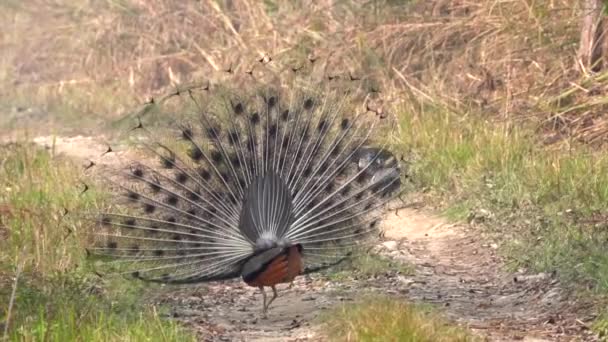 Peacock Making Small Show Females Distance Chitwan National Park — Stockvideo