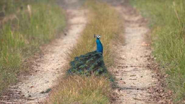 Pavone Che Piccolo Spettacolo Alle Femmine Lontananza Nel Parco Nazionale — Video Stock