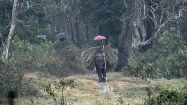 Domestic Elephants Coming Working Jungle Chitwan National Park Rain Storm — Stockvideo