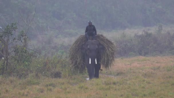 Domestic Elephants Coming Working Jungle Chitwan National Park Rain Storm — Stockvideo