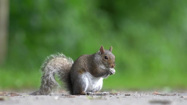 Eye Level Closeup Video Squirrel Eating Nuts Ground — Stock Video