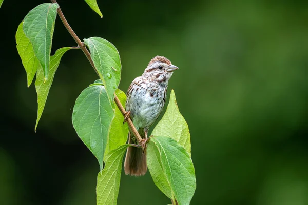 Song Sparrow Perched Branch Blurred Green Background — 스톡 사진