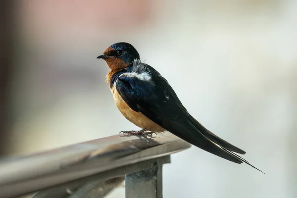 Barn Swallow Perched Railing Blurred White Background — Fotografia de Stock