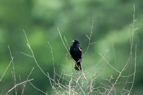 Red Winged Blackbird Perched Tree Spider Web — Stockfoto