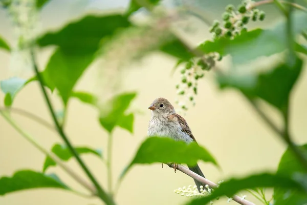 Sparrow Perched Tree Leaf — Fotografia de Stock