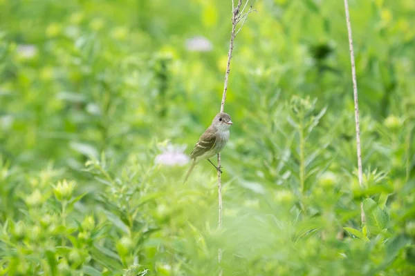 Willow Flycatcher Perched Twig Green Background — Fotografia de Stock