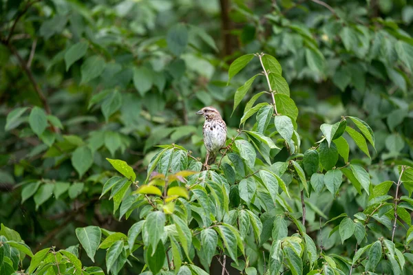 Song Sparrow Perched Branch Bush — Fotografia de Stock