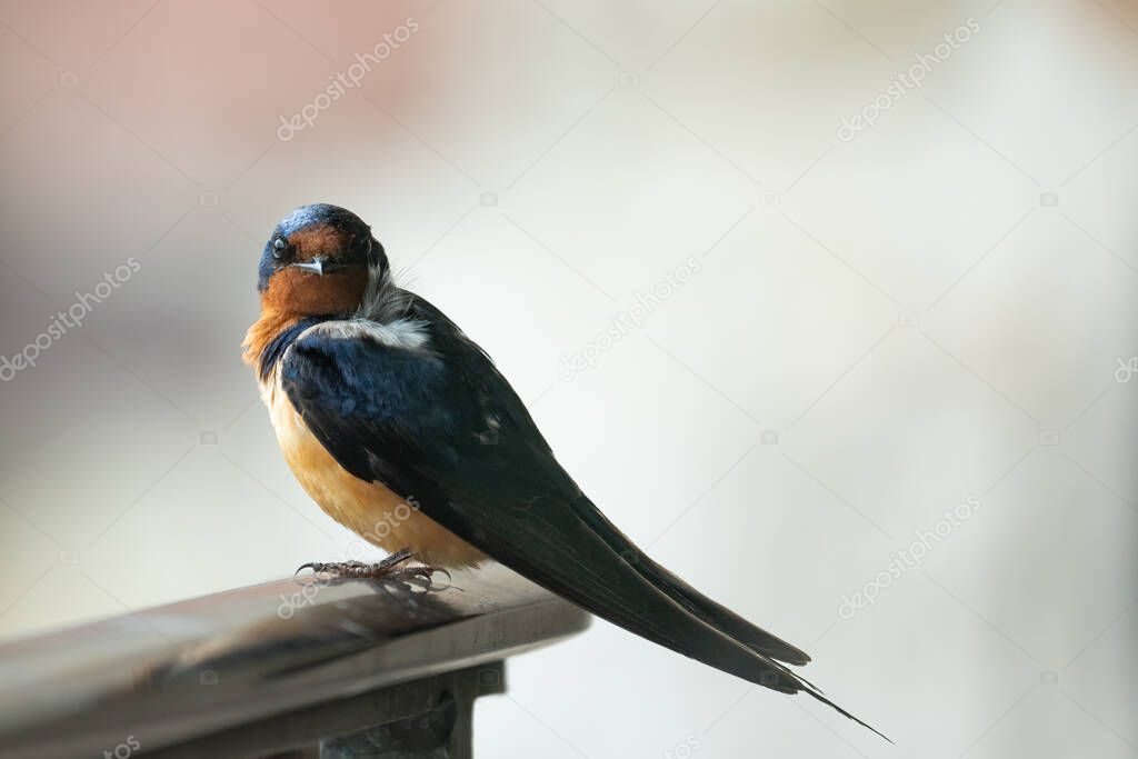 A barn swallow perched on a railing against a blurred white background.