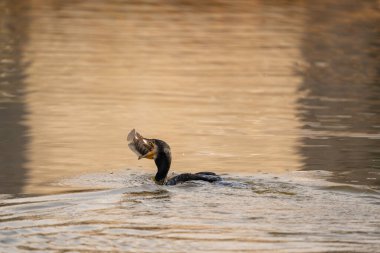 Bir karabatak, gölde yakaladığı balığı yemeye hazırlanıyor..