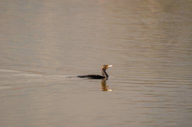 Gölde yüzen bir karabatağın yan görüntüsü kirli suyu yansıtıyor..