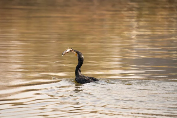 Cormorant Getting Ready Eat Fish Caught Lake — Stock Photo, Image