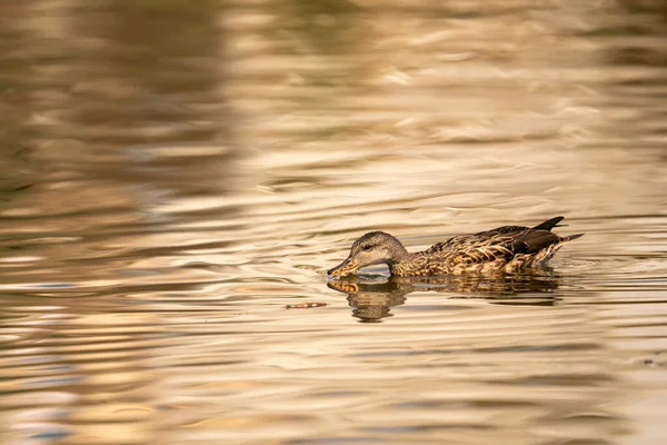 Female Mallard Duck Swimming Lake Eating Surface — Stock Photo, Image