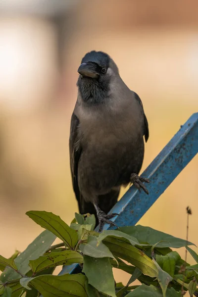 Ένα Σπίτι Crow Κάθεται Μεταλλική Θέση Ένα Θολό Φόντο — Φωτογραφία Αρχείου